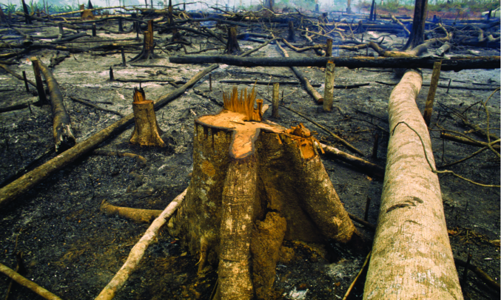 amazonia-queimada