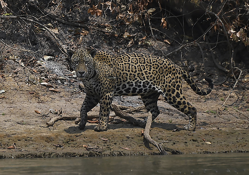 BRAZIL-PANTANAL-ENVIRONMENT-FIRE