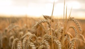 Ears of wheat in a field in the U.K. Photographer: Jason Alden/Bloomberg