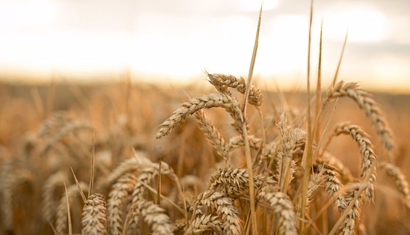 Ears of wheat in a field in the U.K. Photographer: Jason Alden/Bloomberg