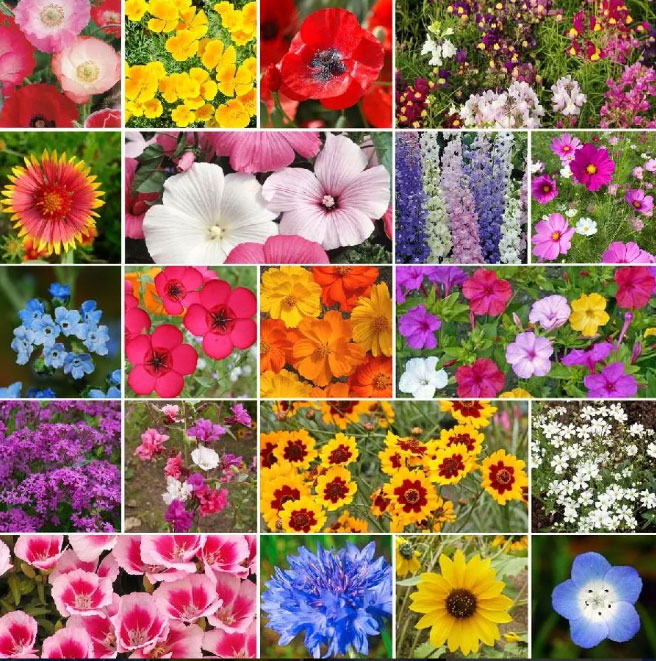 flores-sortidas4