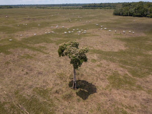 Herd of cattle on a Farm on BR 319, in Porto Velho, RondôniaRebanho em fazenda na BR 319, em Porto Velho, Rondônia.