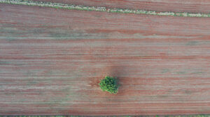 image_processing20220323-9324-j0krvw