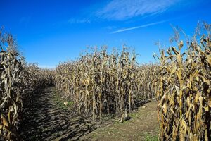 image_processing20220811-4411-eo7kqy