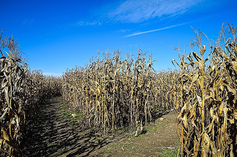 image_processing20220811-4411-eo7kqy