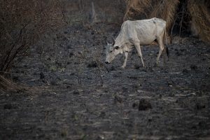 BRAZIL-FIRES-ANIMALS