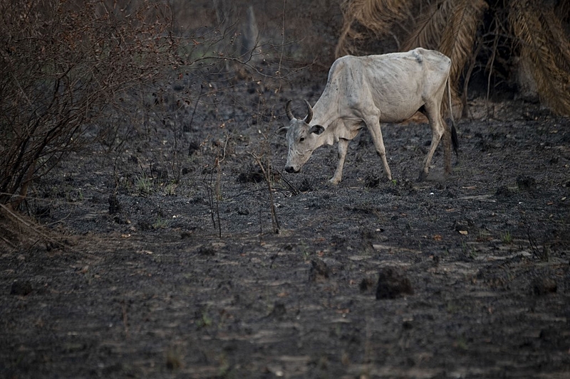 BRAZIL-FIRES-ANIMALS