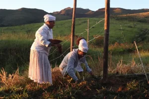 image_processing20240524-259422-26ijv