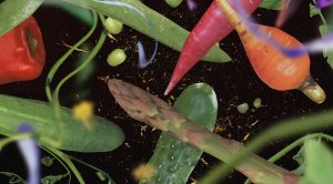 Noema-Mag-Sex-Life-of-Vegetables-v2edit-1