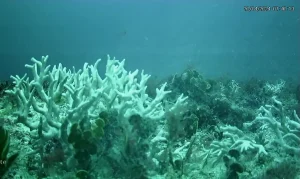 millepora_branca_sueste_0