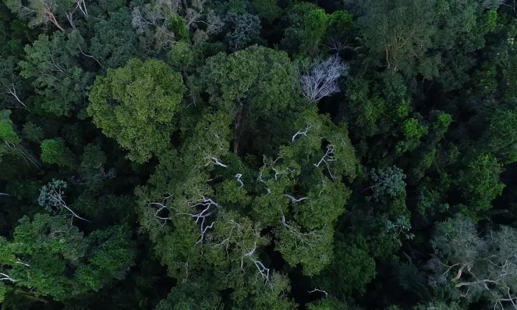 floresta_amazonica_vista_de_cima