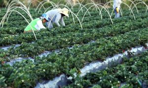 agricultores-valter-campanato-abr