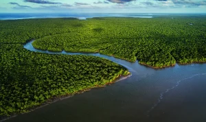 exposicao_manguezal01