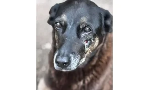 cao-orelha-de-praia-brava