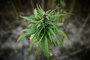 anvisa-aprova-regulamentacao-de-remedios-a-base-de-maconha-para-venda-em-farmacias-49163711043-9f9d4dc36c-z