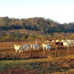 STF MANTÉM LEI QUE LIMITA COMPRA DE TERRAS POR EMPRESAS ESTRANGEIRAS