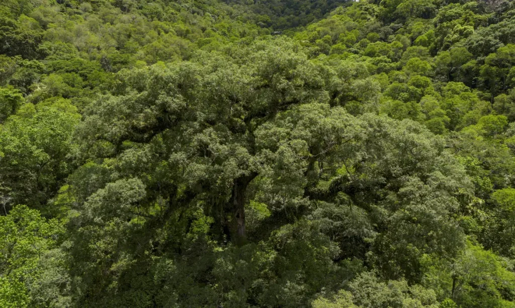 dji_0467-3