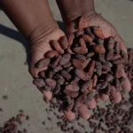 COMO A AGROECOLOGIA ESTÁ REVOLUCIONANDO O CACAU BRASILEIRO NA AMAZÔNIA