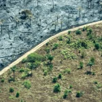 PROJETO DE LEI DA BANCADA RURALISTA USA AGRICULTURA FAMILIAR COMO PRETEXTO PARA AMPLIAR DESMATAMENTO