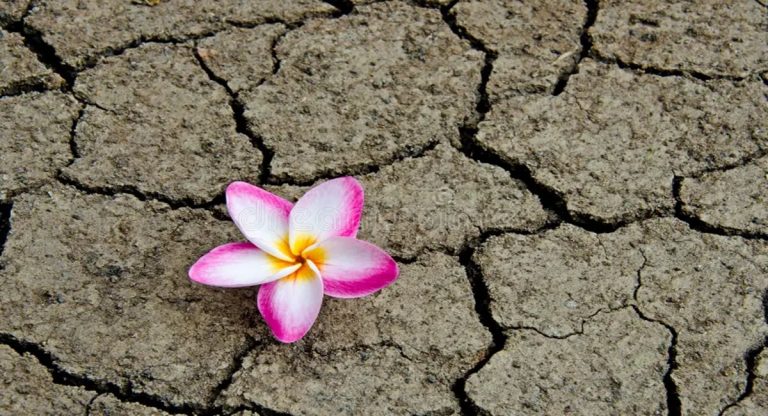 plumeria-rosa-Baphomets-Dreamstime-768x416