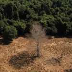 DEPOIS DA COP17, BRASIL É COBRADO A EFETIVAR METAS DE RESTAURAÇÃO