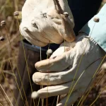 PESQUISADORES ENCONTRARAM PLANTAS CONSIDERADAS EXTINTAS HÁ 30 ANOS