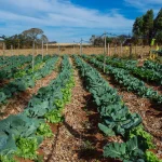 ESTUDO APONTA QUE PL E PP LIDERAM AMEAÇAS À AGROECOLOGIA ENQUANTO PT E PSOL ENCABEÇAM DEFESA